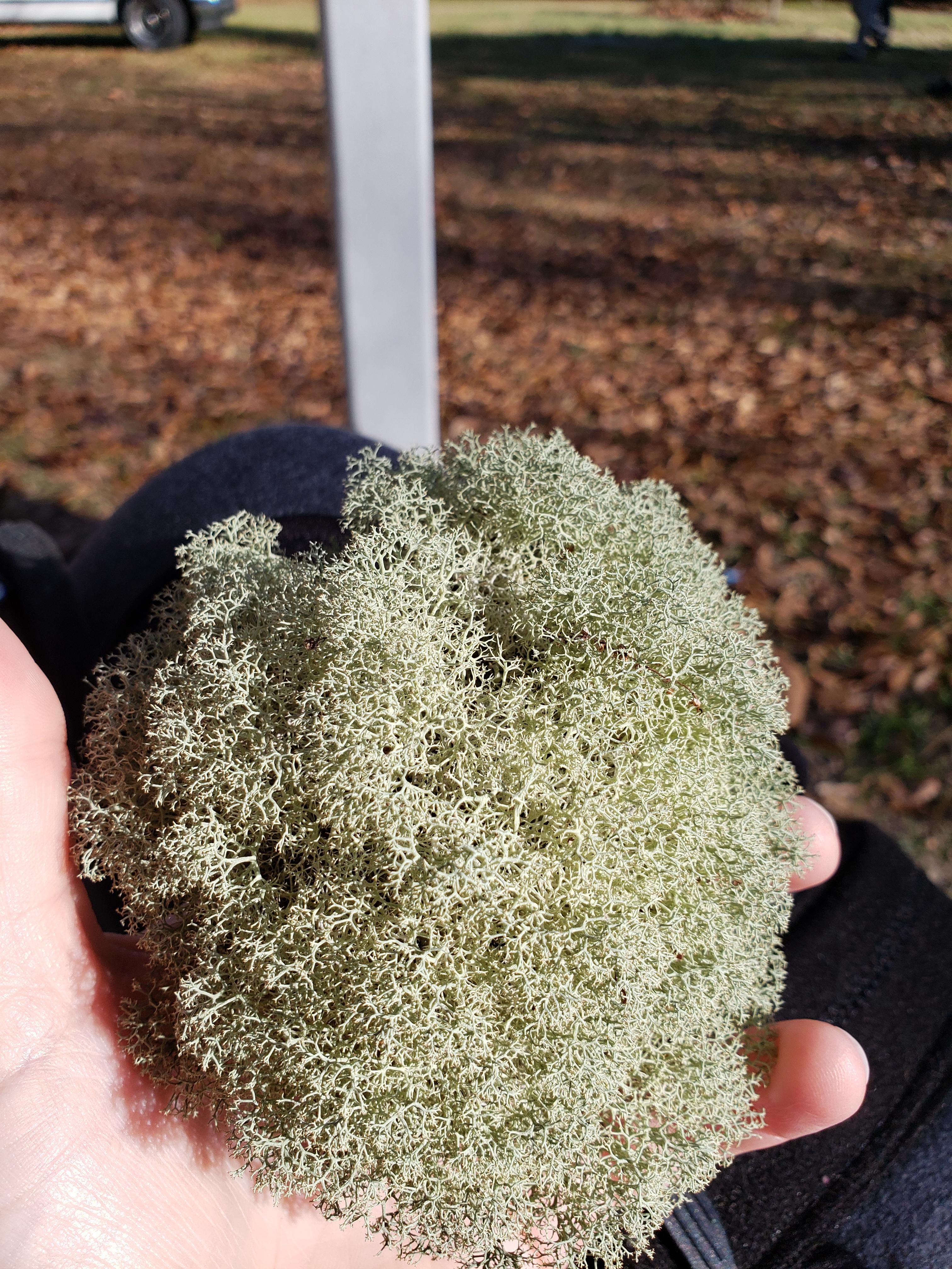 My hobby is looking at mosses, lichens, & fungi