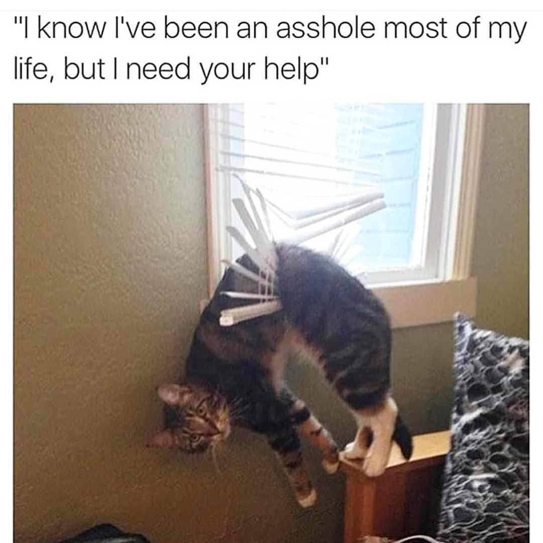 Small funny/cute cat dump for Caturday (11)