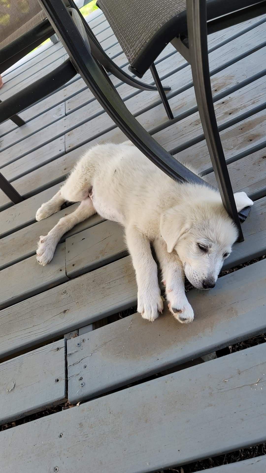 My new floofer. Her name is Kore.