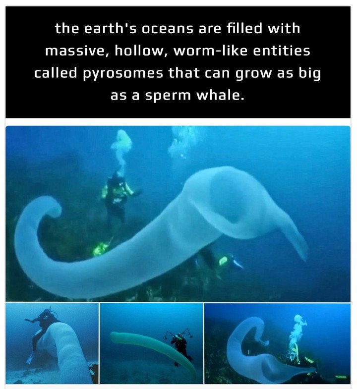 The ocean is insane reason #23,546,078
