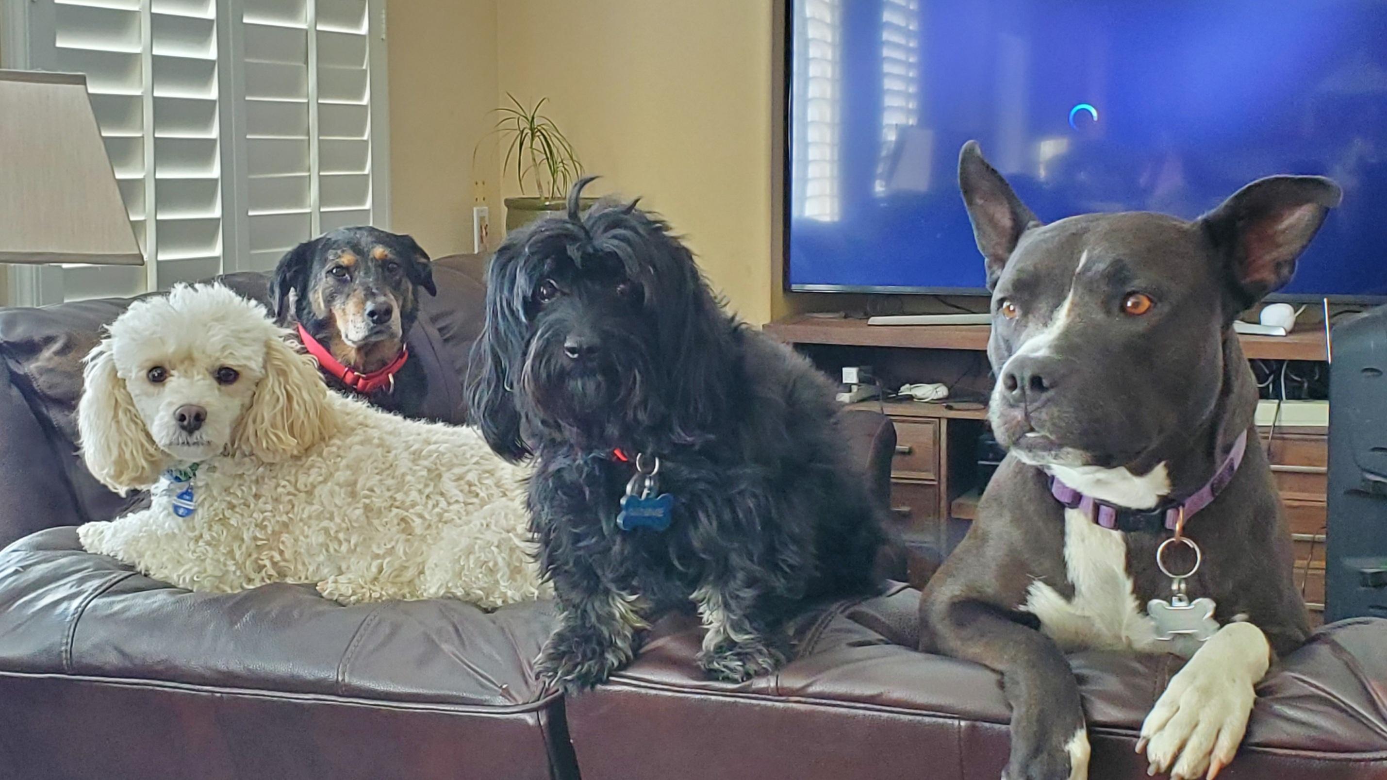 Our motley crew is here to collect taxes