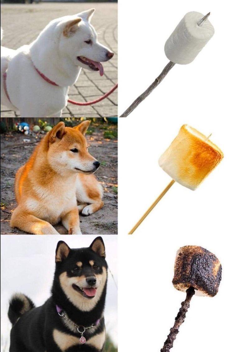 crappy dump if crappy things that made me smile