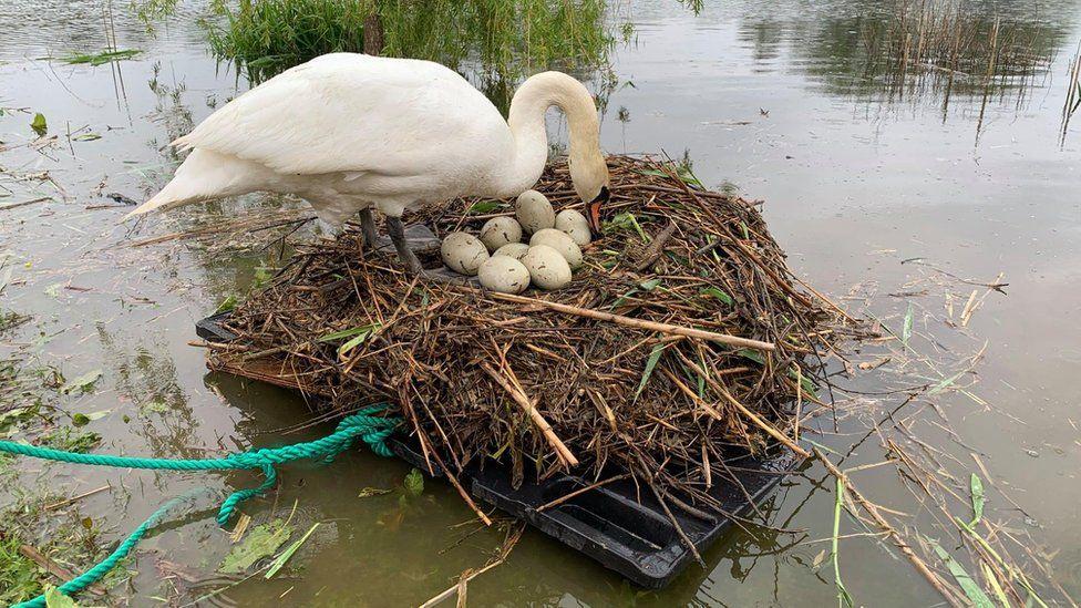 Swan eggs saved by raft, finally a mum after 10 years of loss.