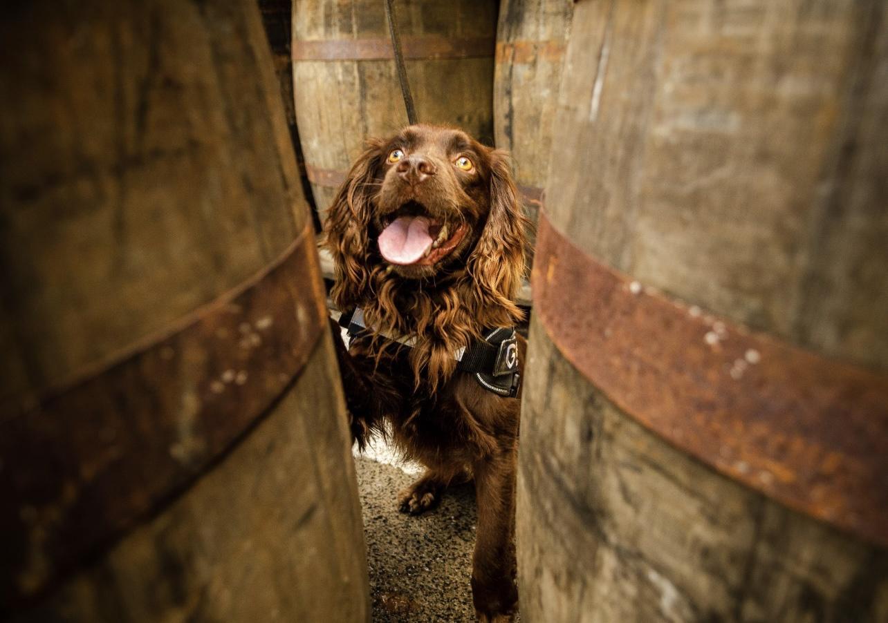 The best job and best boy in the world