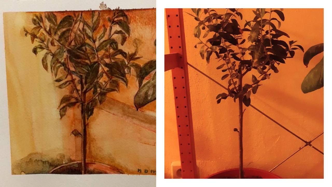 My painting of my houseplant. What do you think?