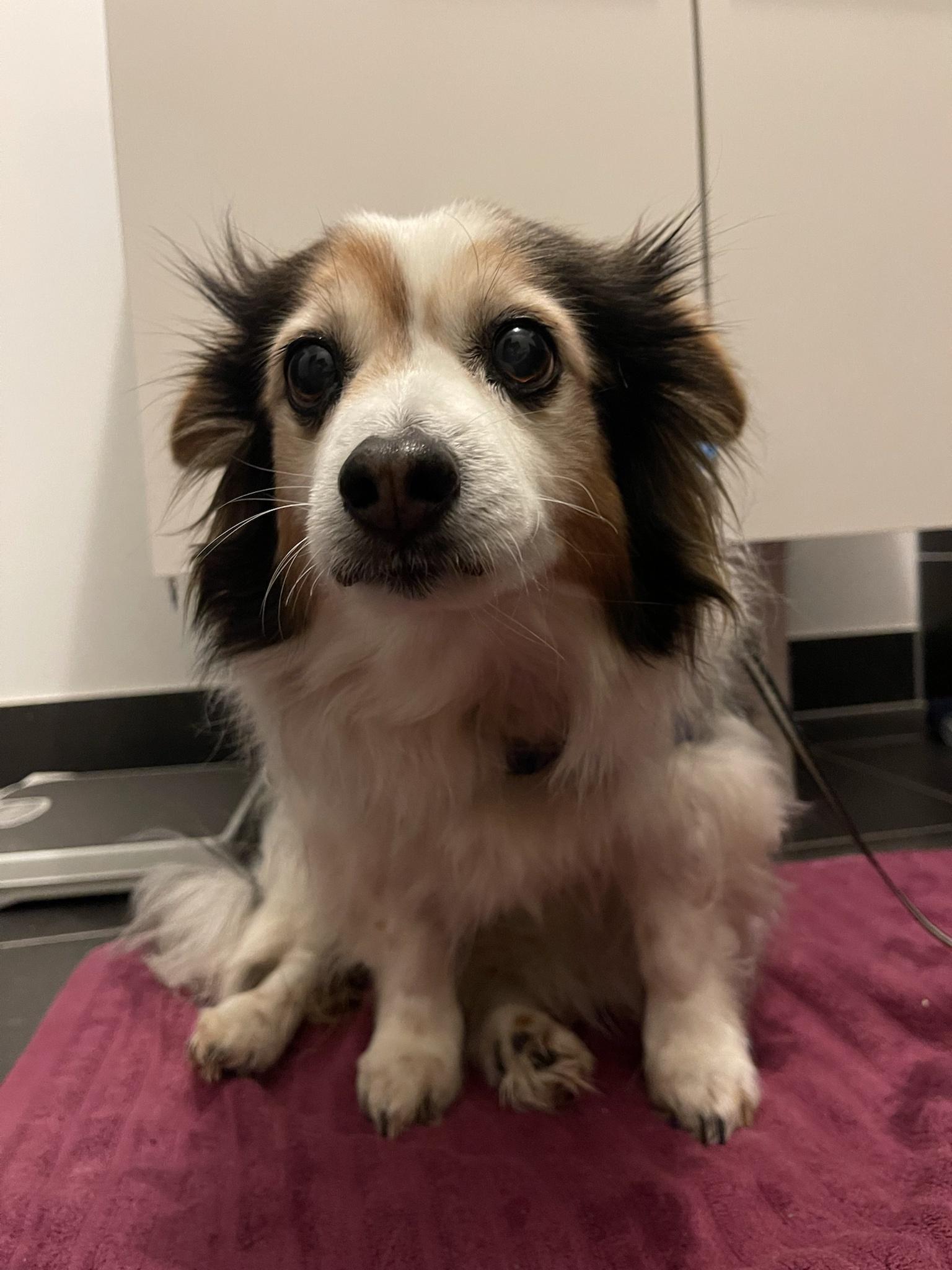 A photo of my dog Panko every day