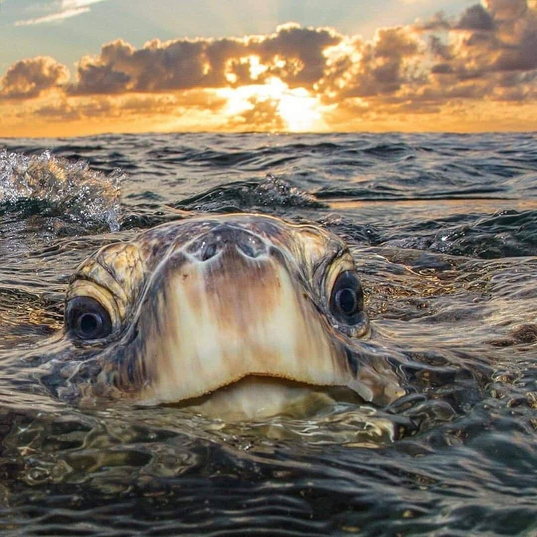 Just a sea turtle catching some air.