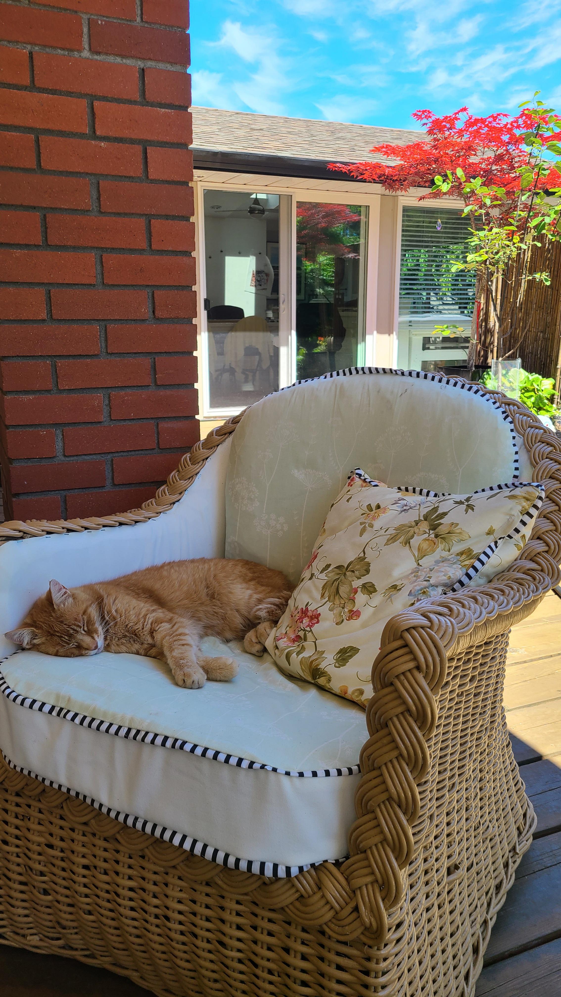 A Chicken enjoying the heatwave