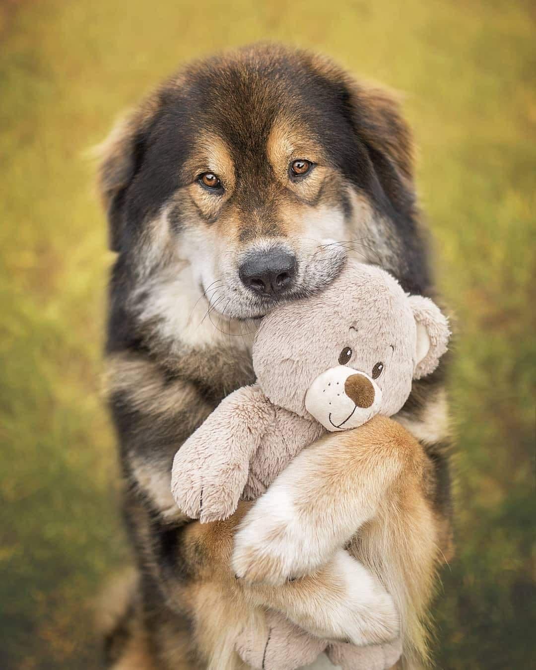 Norbu is just a big bear who loves his Teddy.