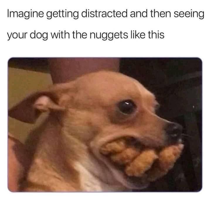 A moderately sized DK dump of stolen memes for these trying times 399.