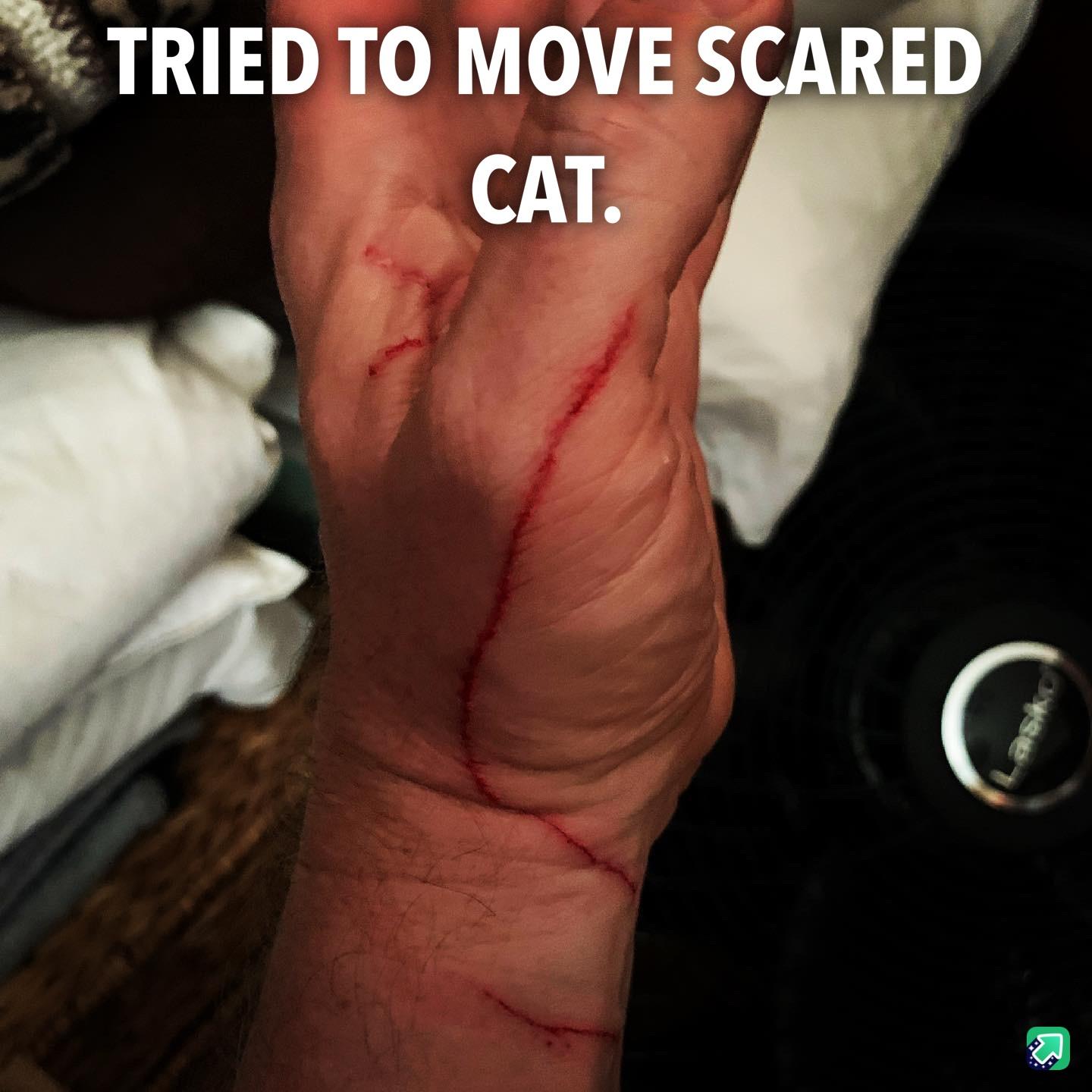 Don&rsquo;t try to help the cat move when the vacuum is on.