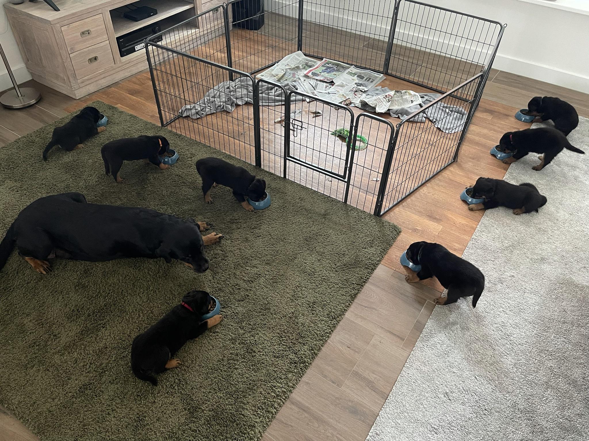 Puppy food is the bestest food!