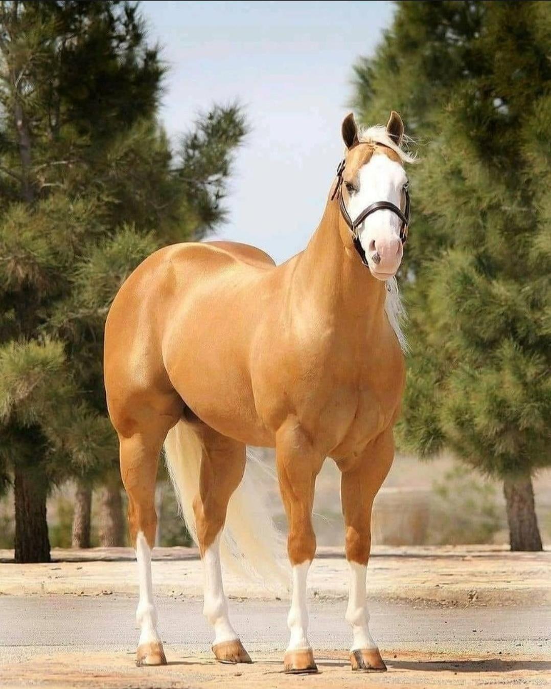 This unit of a horse.