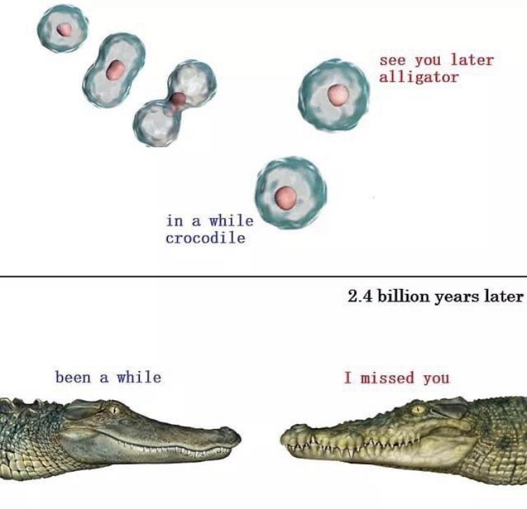 Some kind of romance