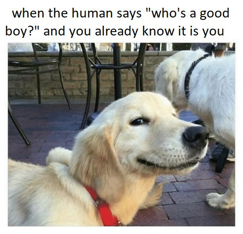 Big dump with NIИ tax, humor, social commentary, and a hedgehog￼