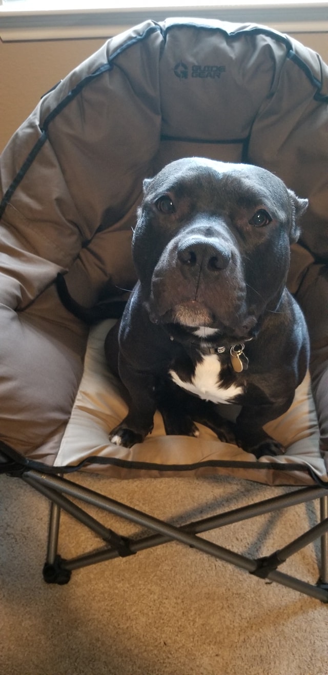 Officially adopted!&nbsp;