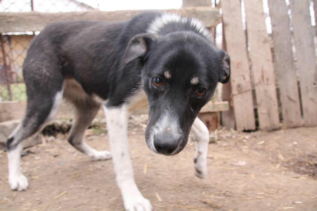 My dog was suffering from cancer and yesterday I made the hardest decision of my life and went to euthanize her, I couldn't watch her getting worse an experience pain. So now let me tell you a bit about Emma, may she rest in peace.