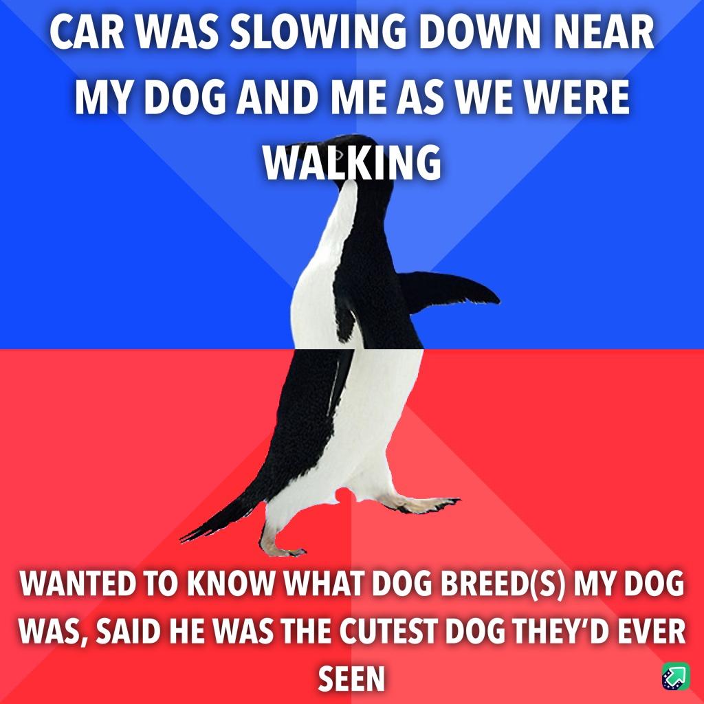 Dog Walk gone right?