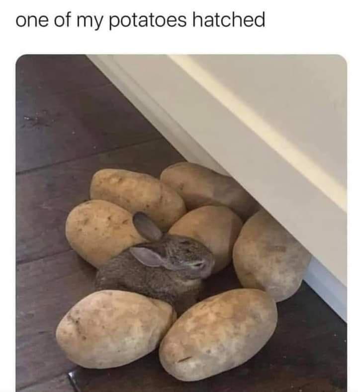 Sweet potato