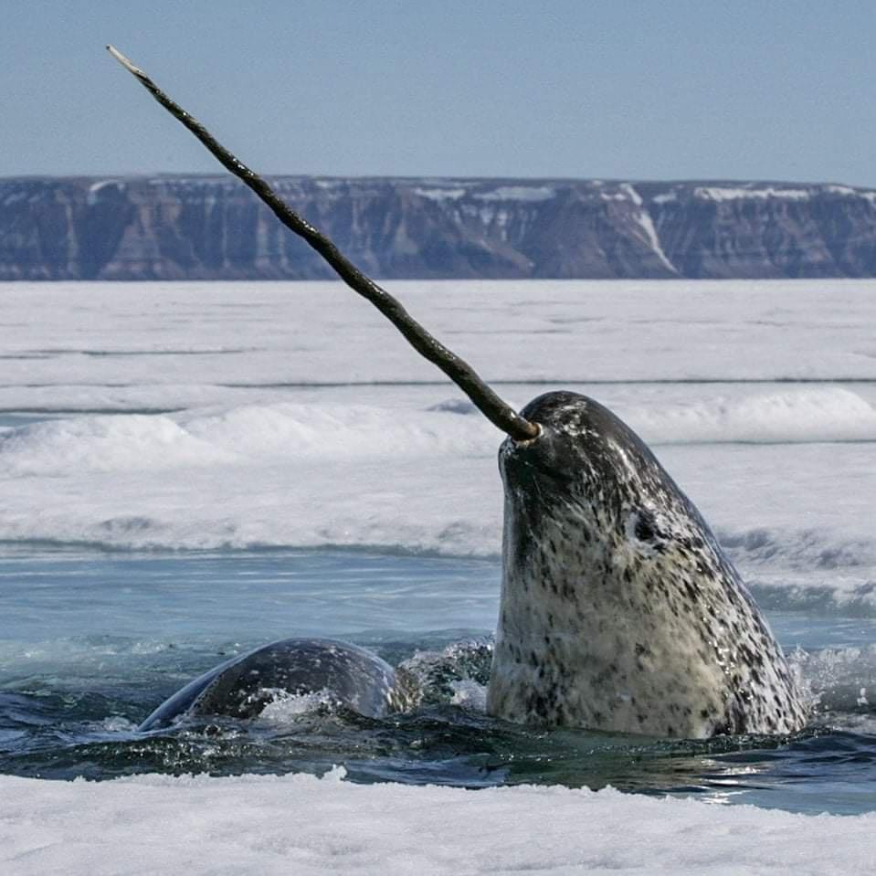 One of the most unique, special and elusive species on earth "The Narwhal"