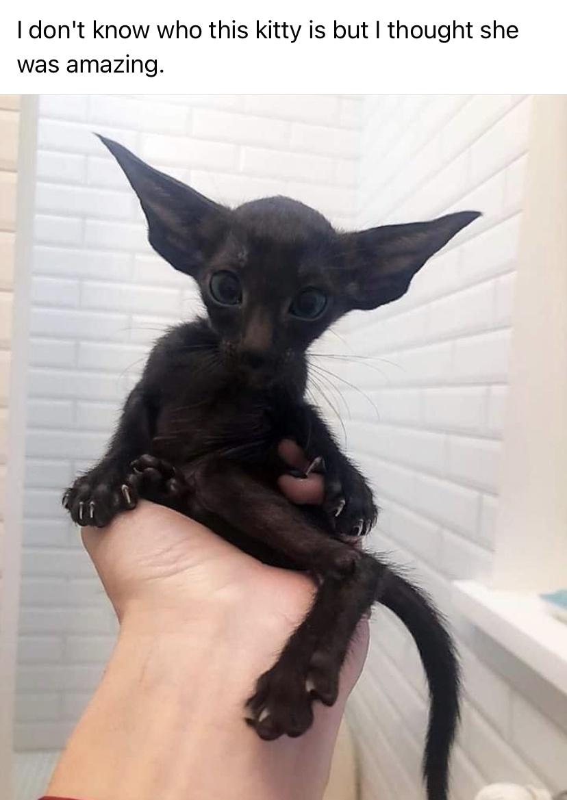 Batman&rsquo;s Cat Maybe?